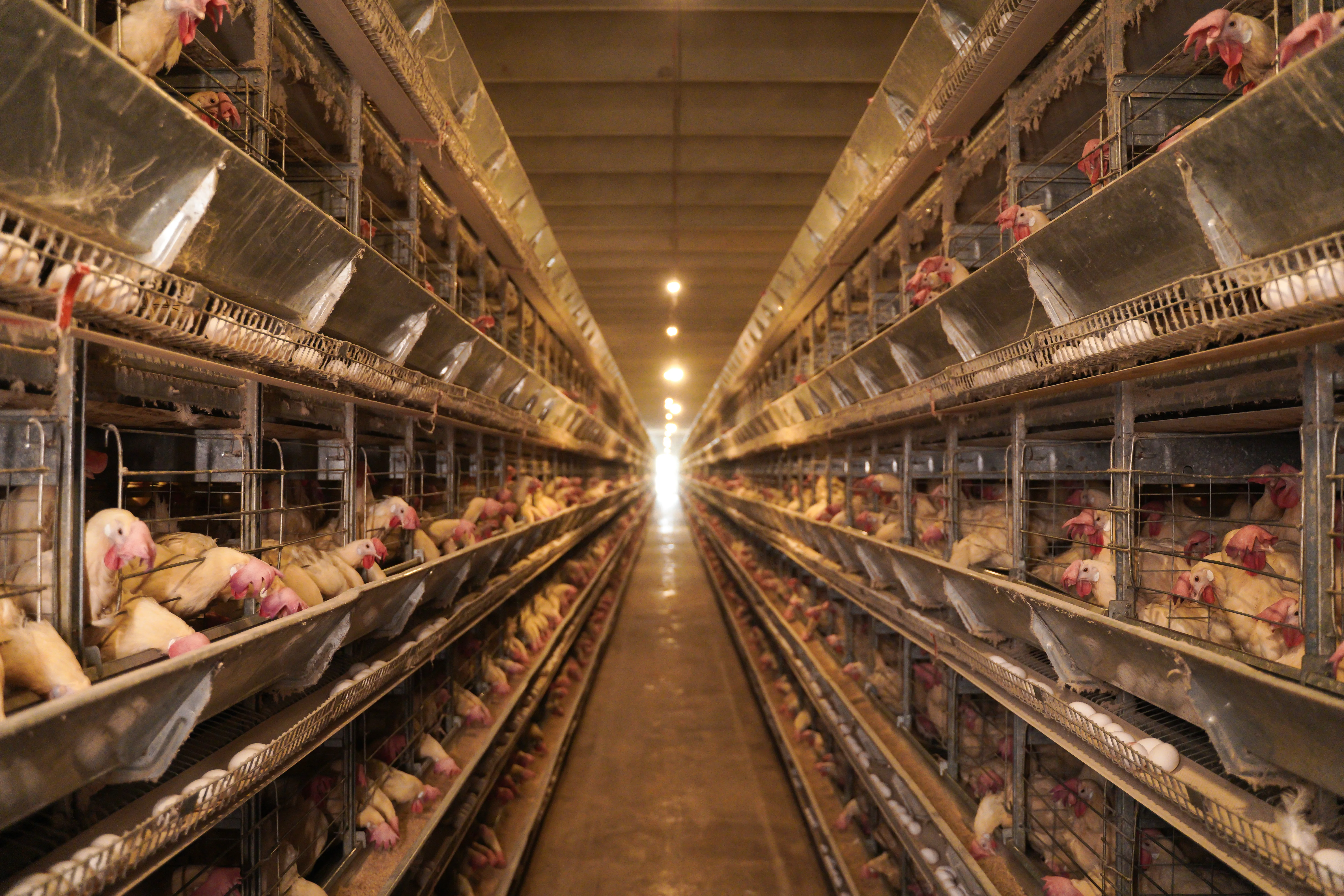 High-Capacity Layer Farm