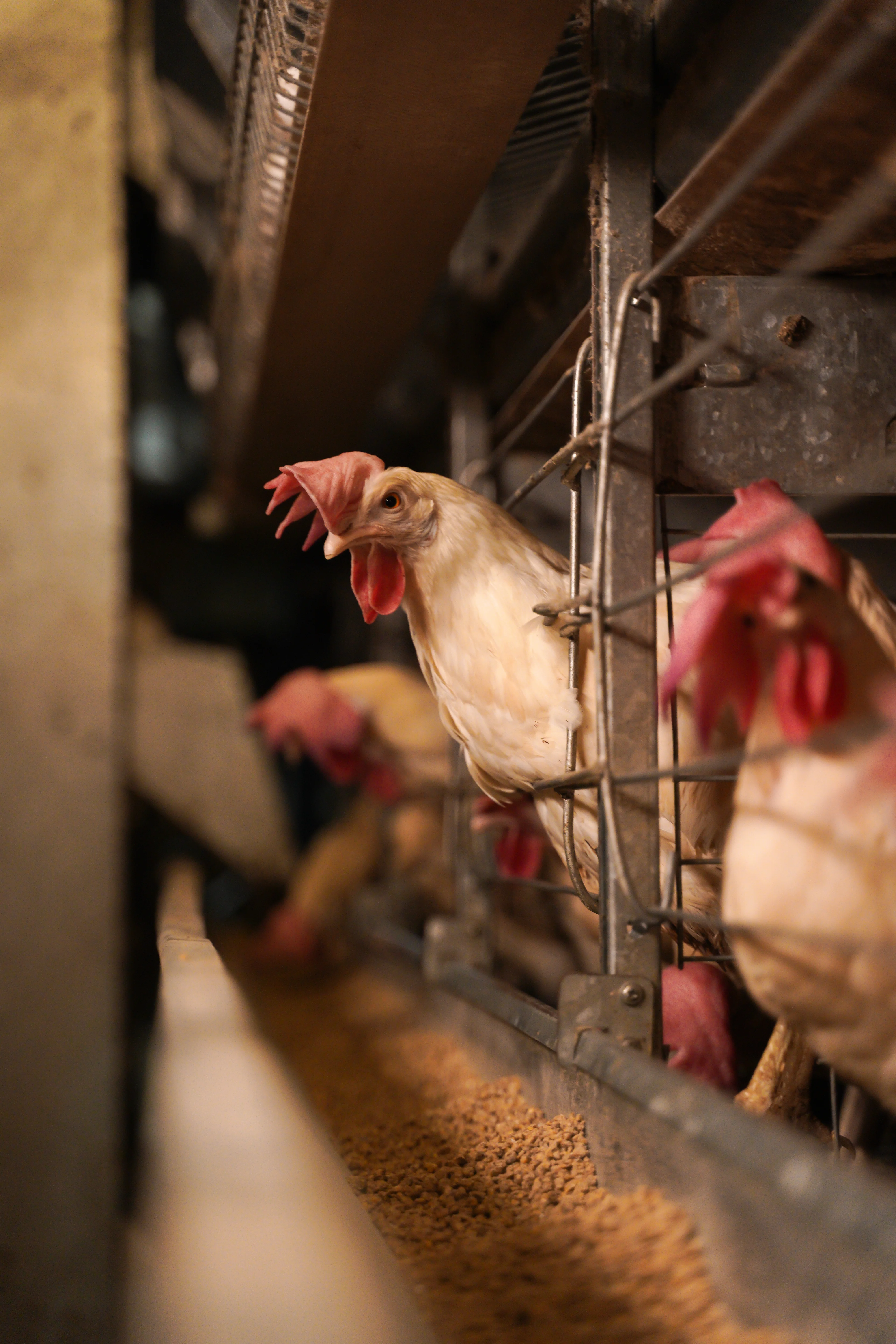 Hen at Feed Trough