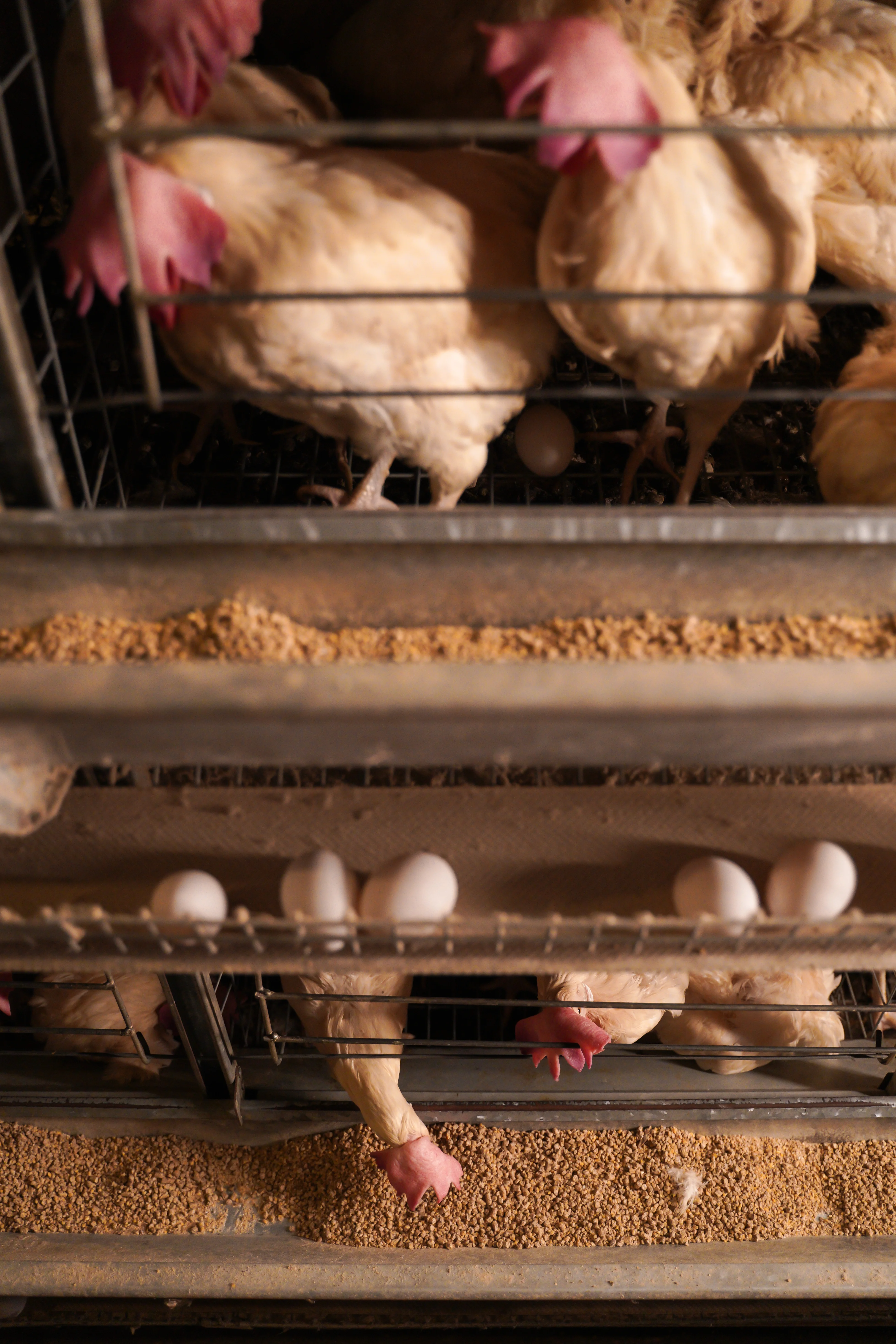 Egg Collection Trays