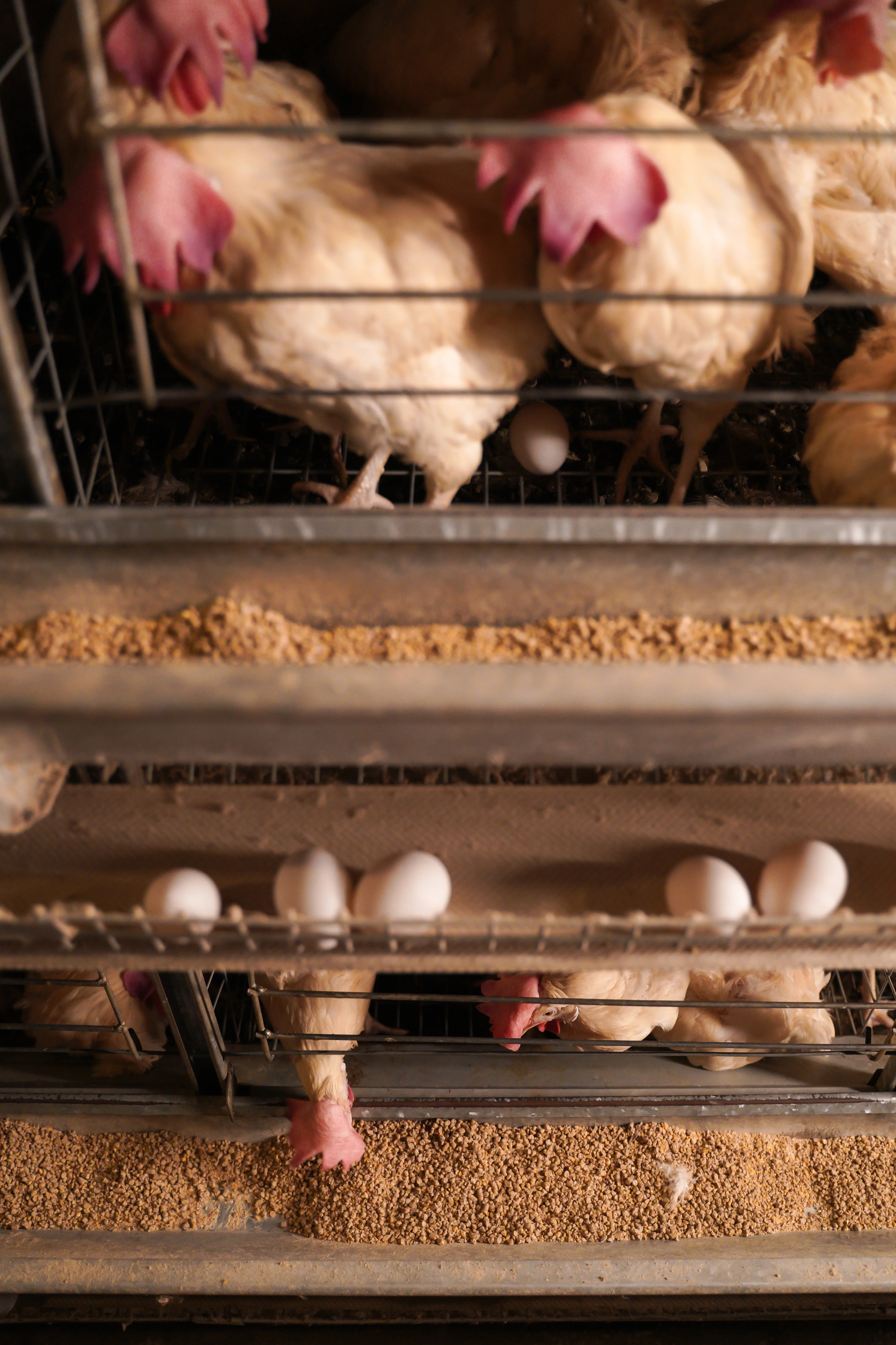Commercial Poultry Feeding System