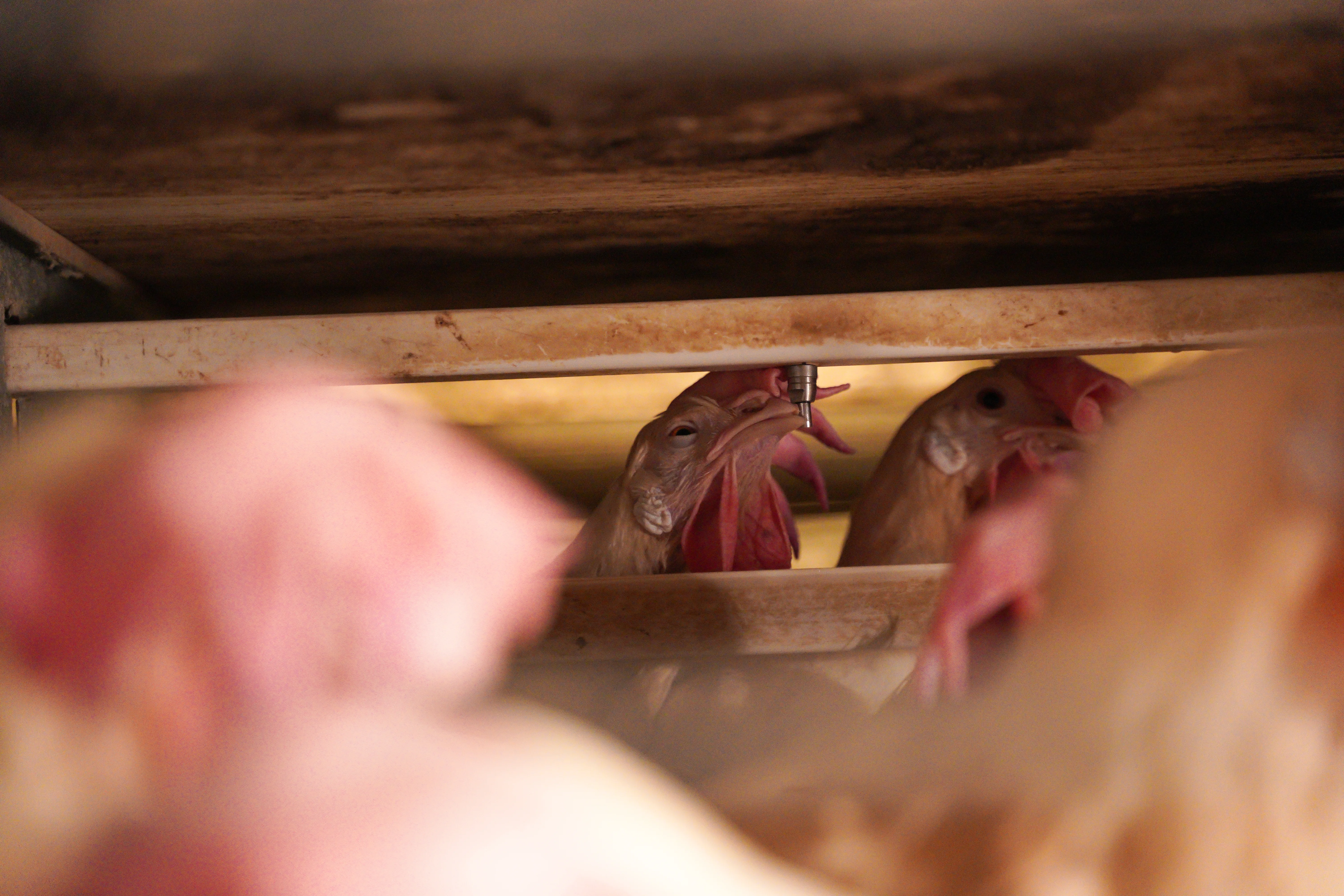 High-Capacity Layer Farm project gallery view 4