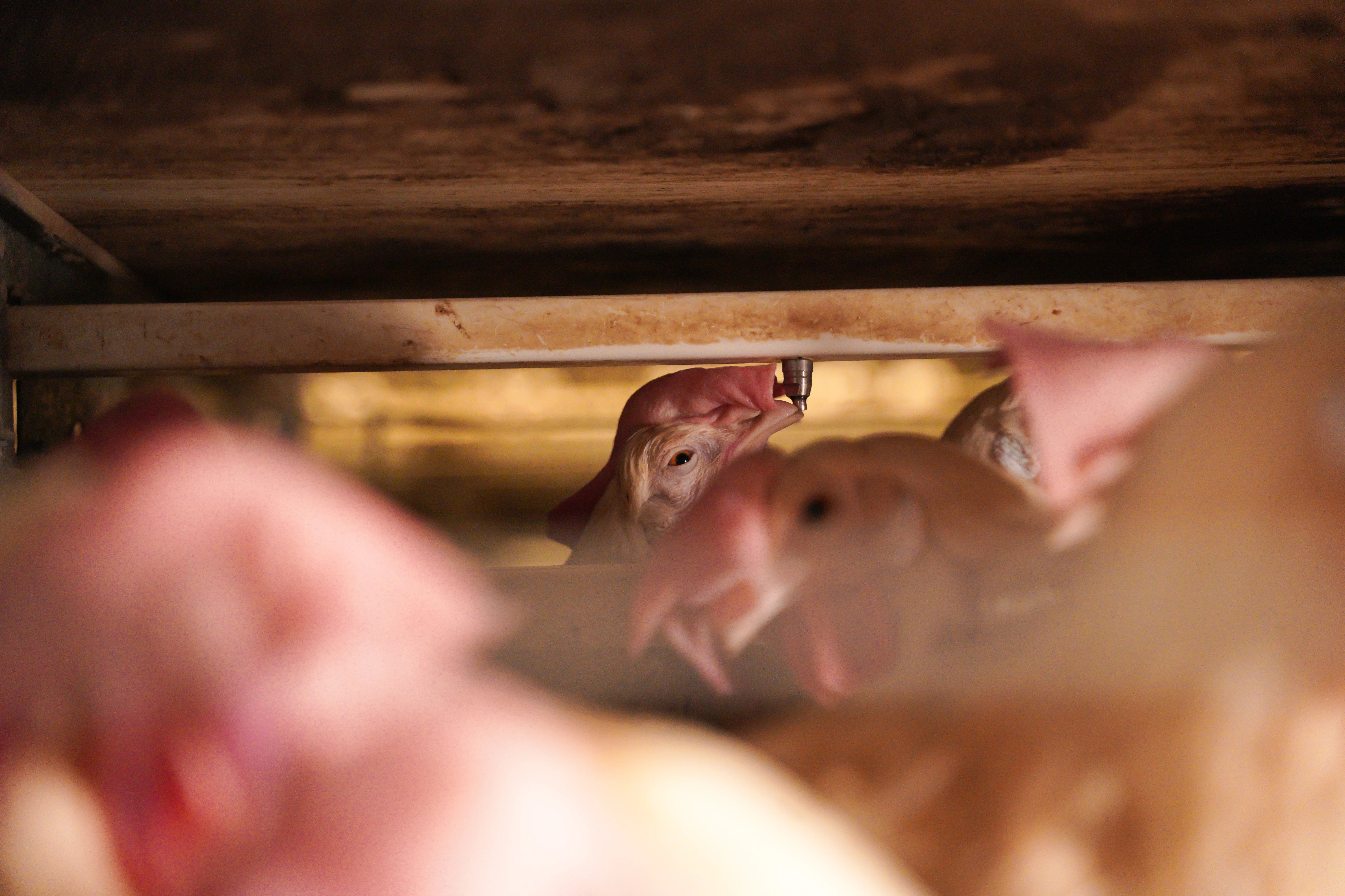 High-Capacity Layer Farm project gallery view 5