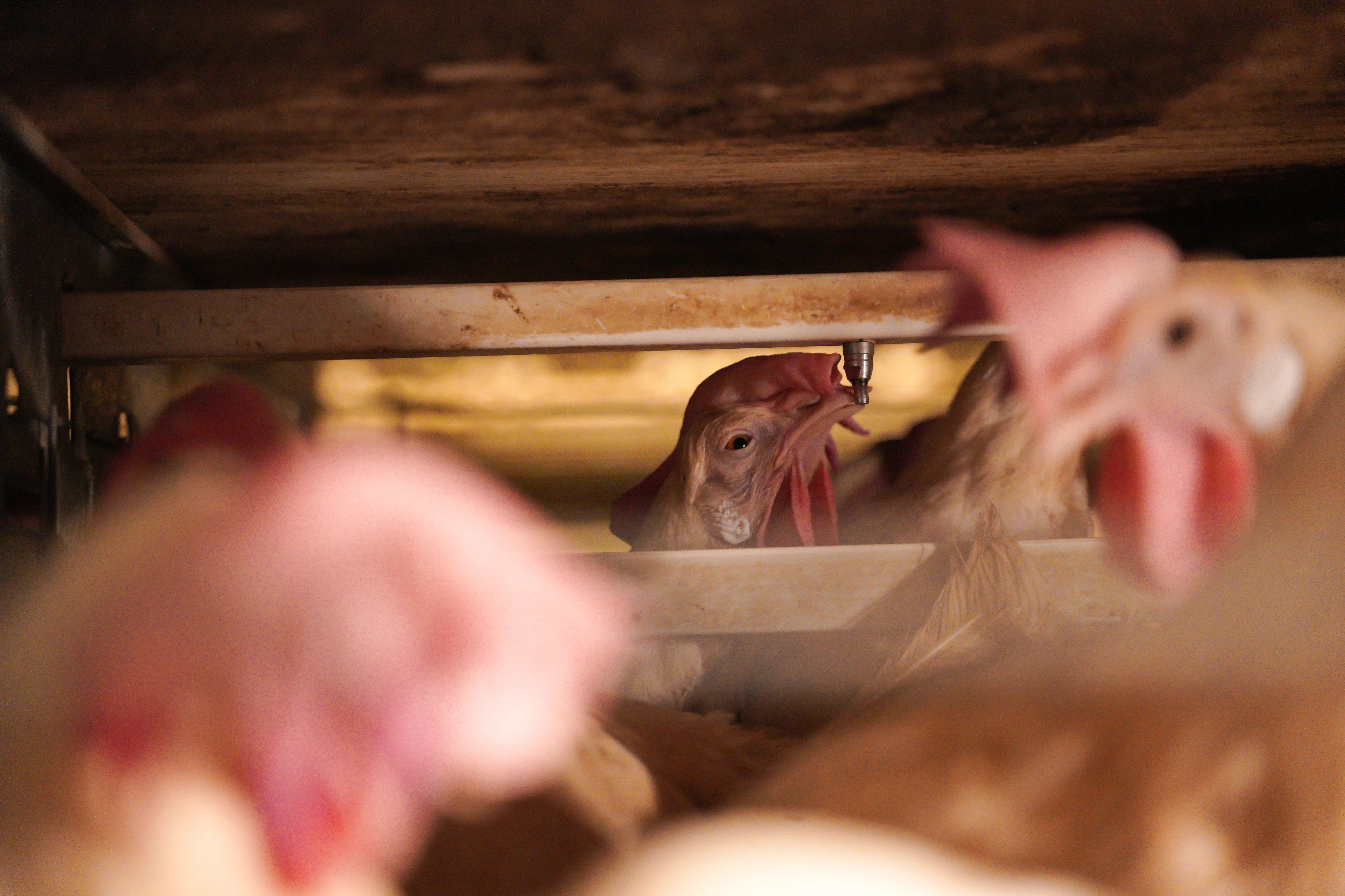 Layer Hens Through Cage Structure