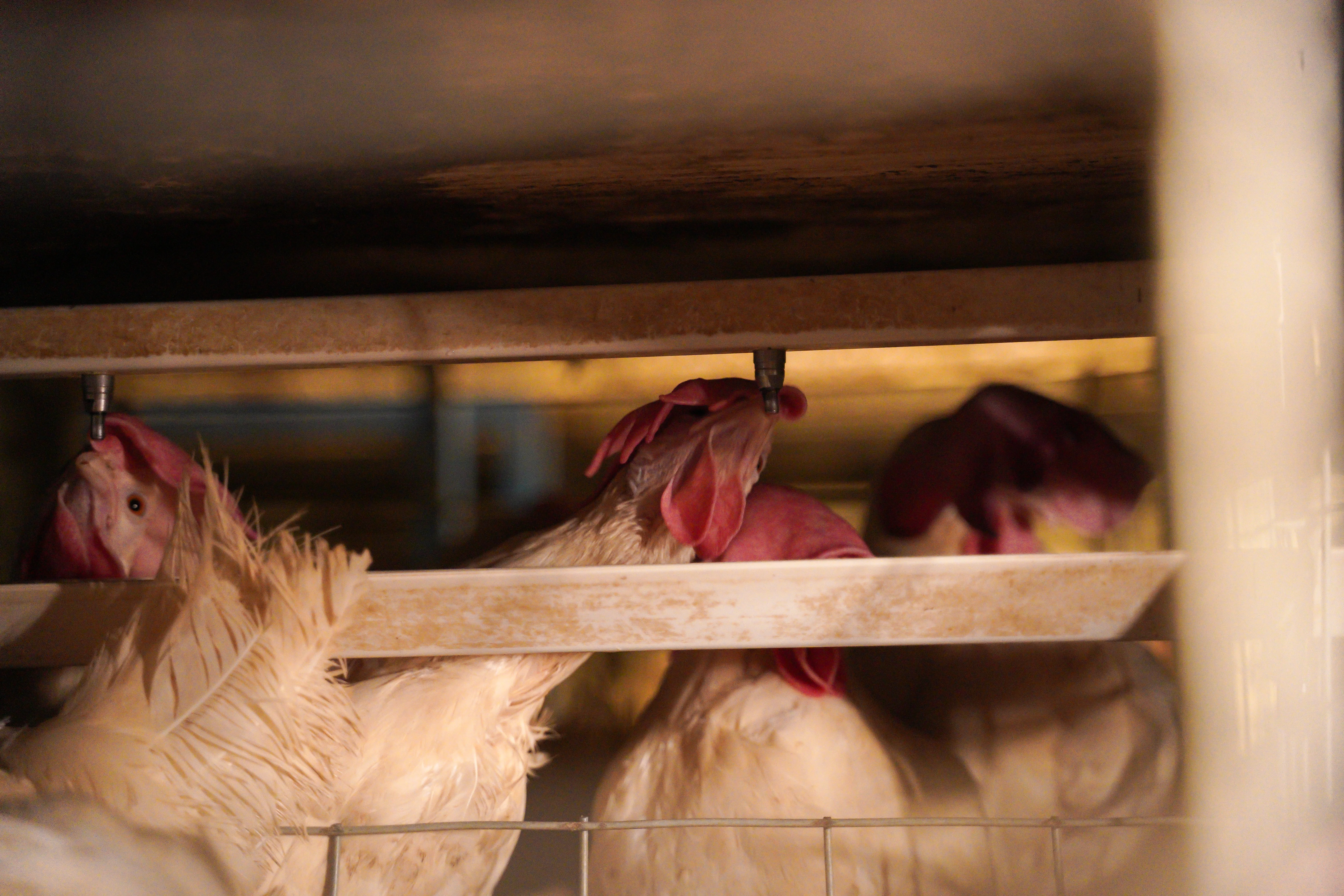 Layer Hens Feeding from Trough