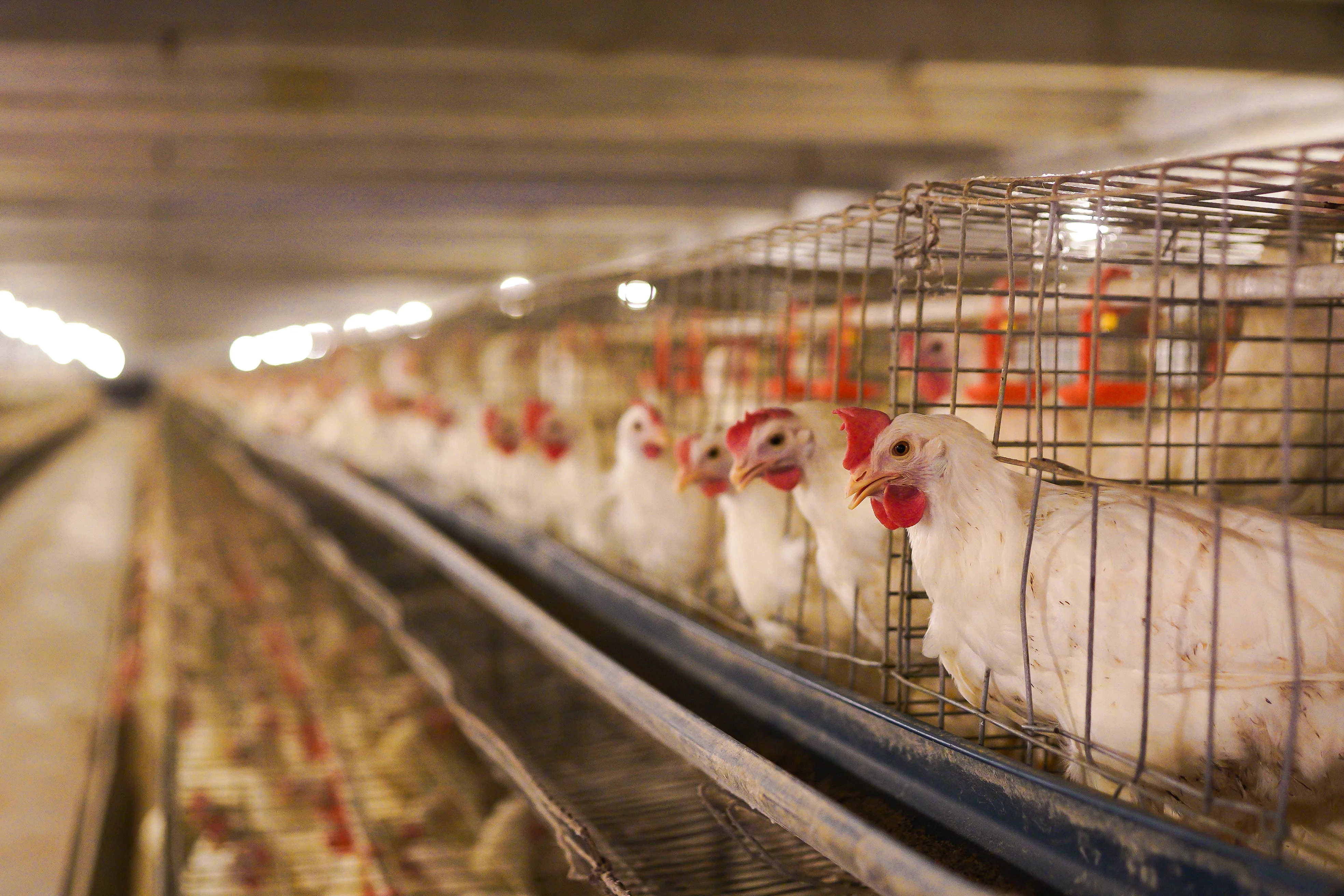 Layer Hens Inside A-Type Cages