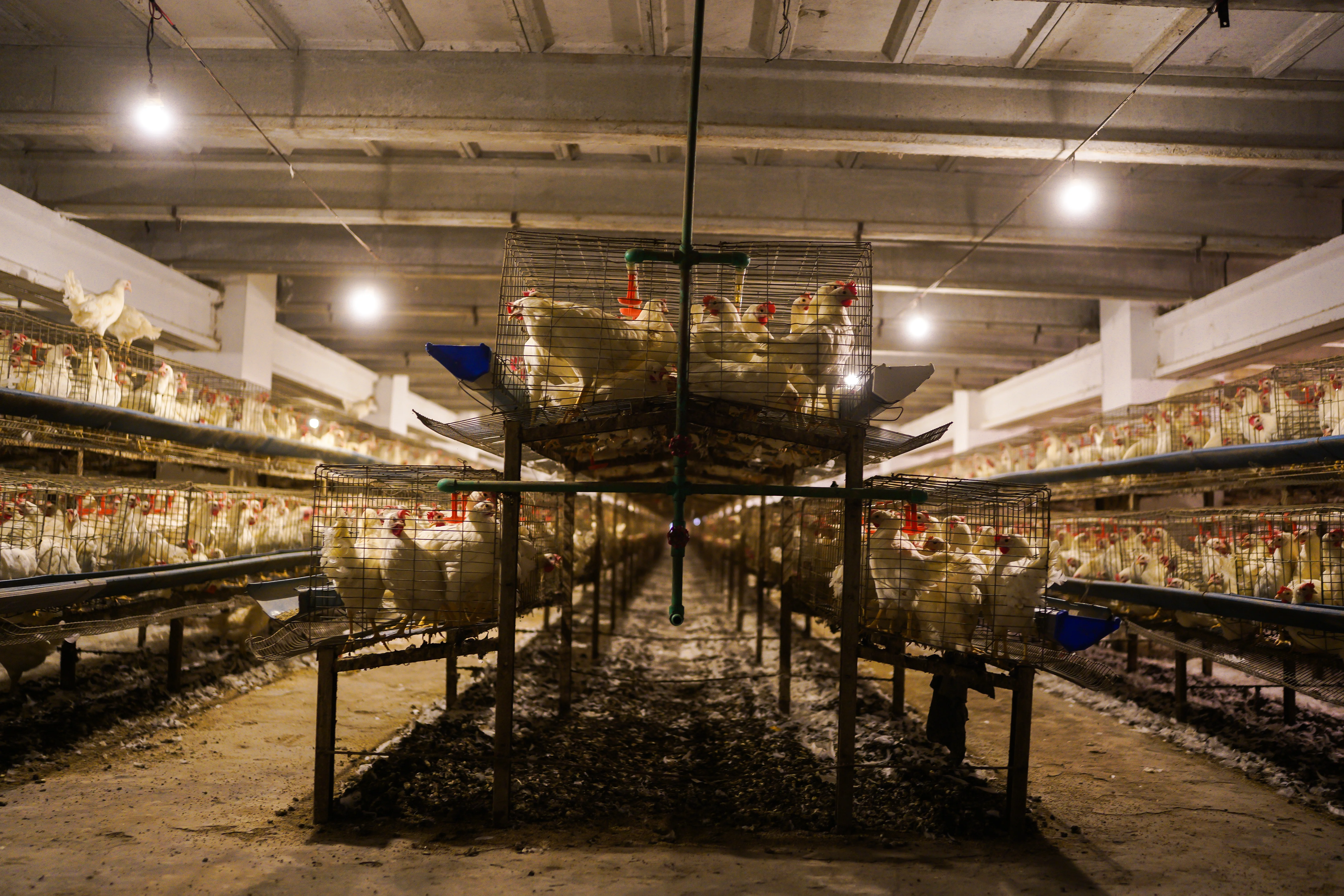 A-Type Cage System