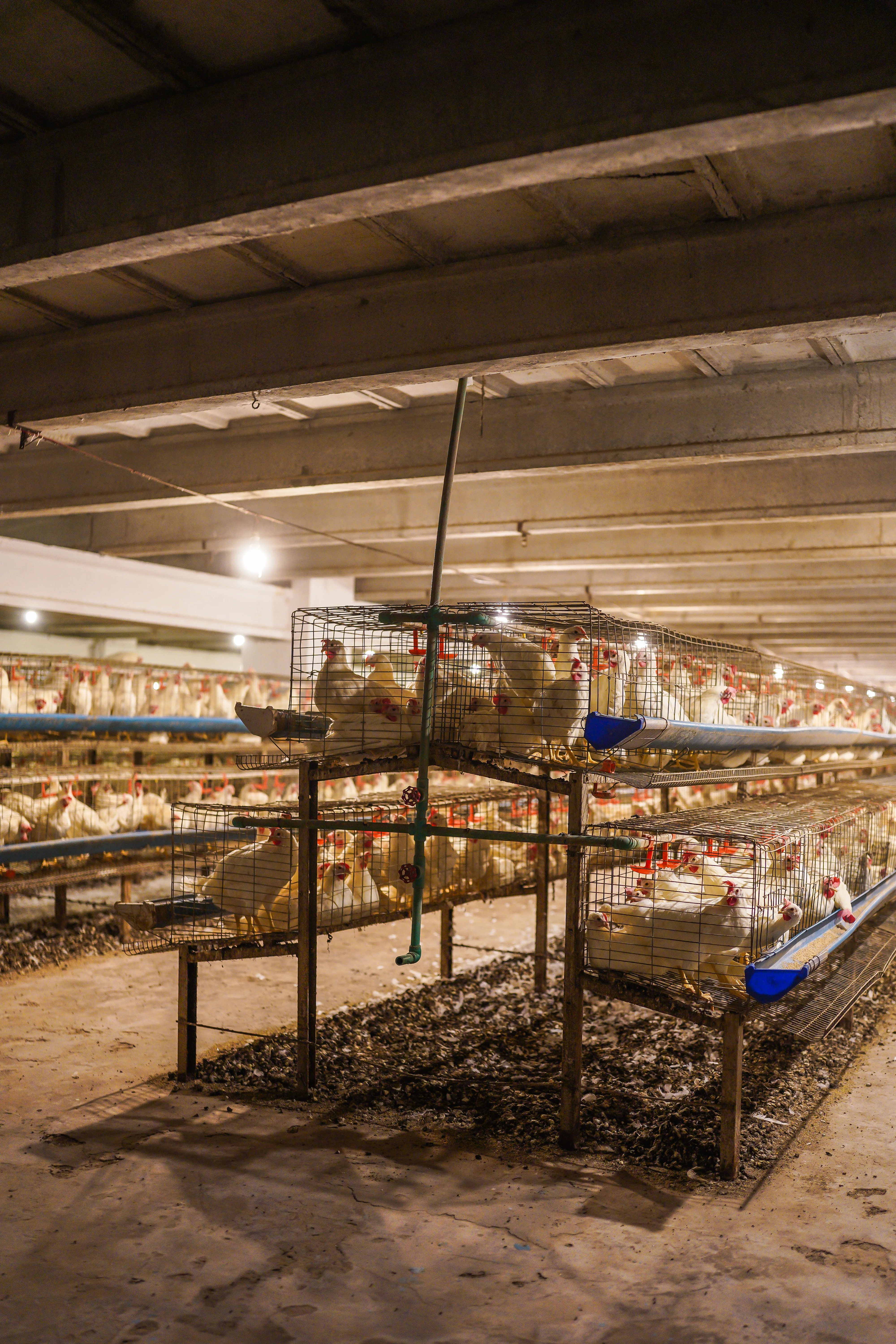 A-Type Cage Row
