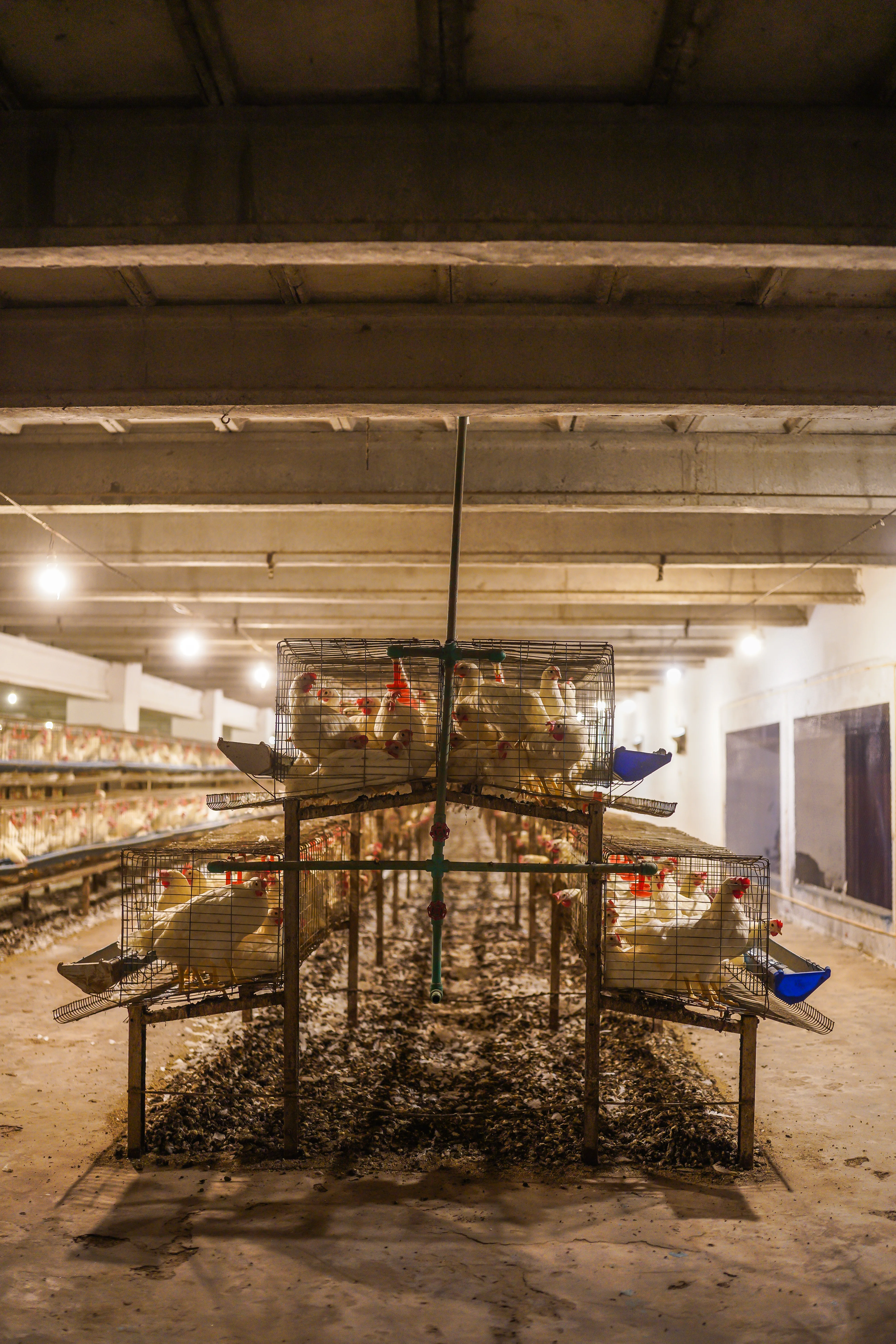 A-Type Cage Bank Portrait View