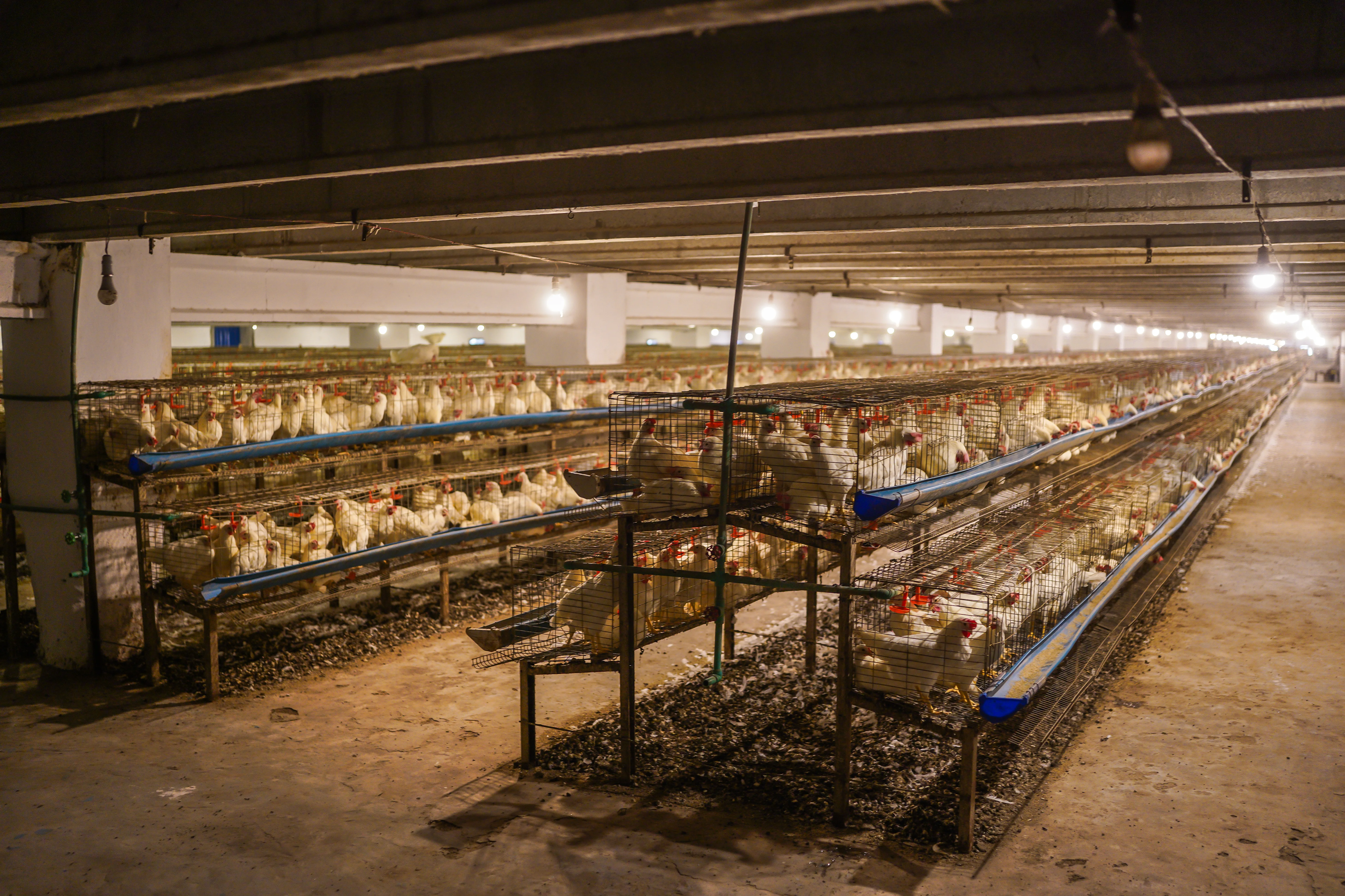 Layer Cage System Installation