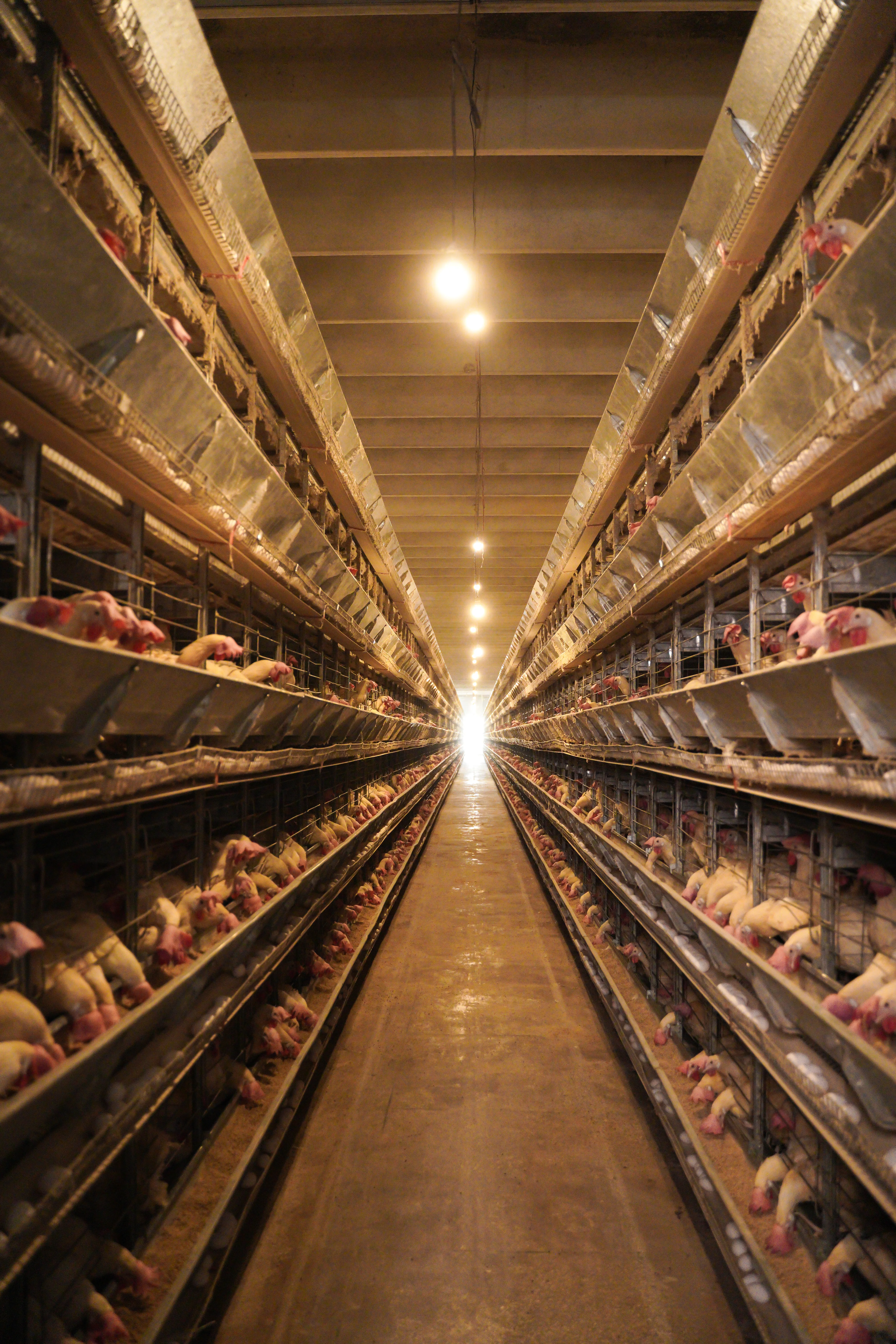 H-Type Cage Aisle Portrait View