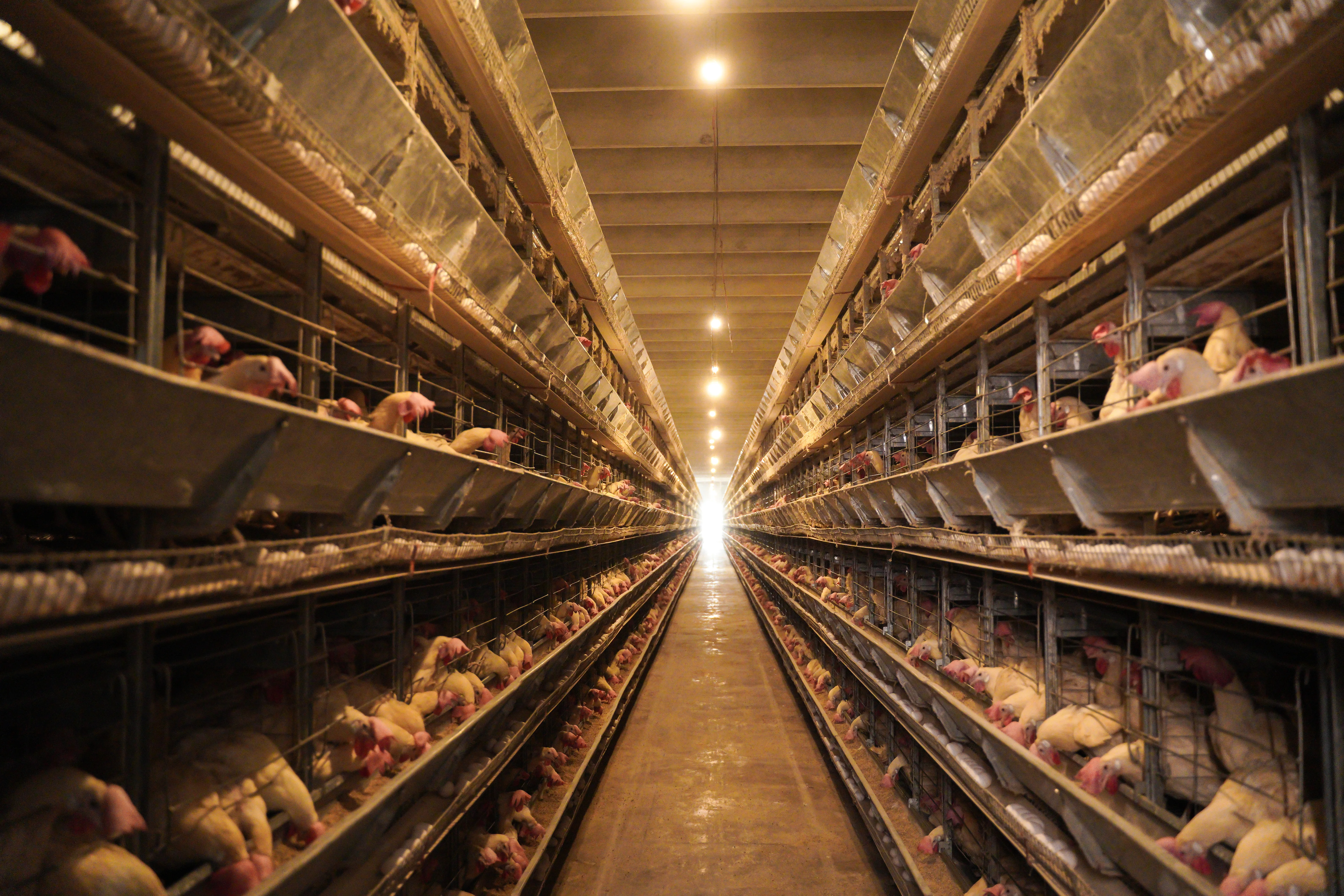 High-Capacity Layer Farm project gallery view 1