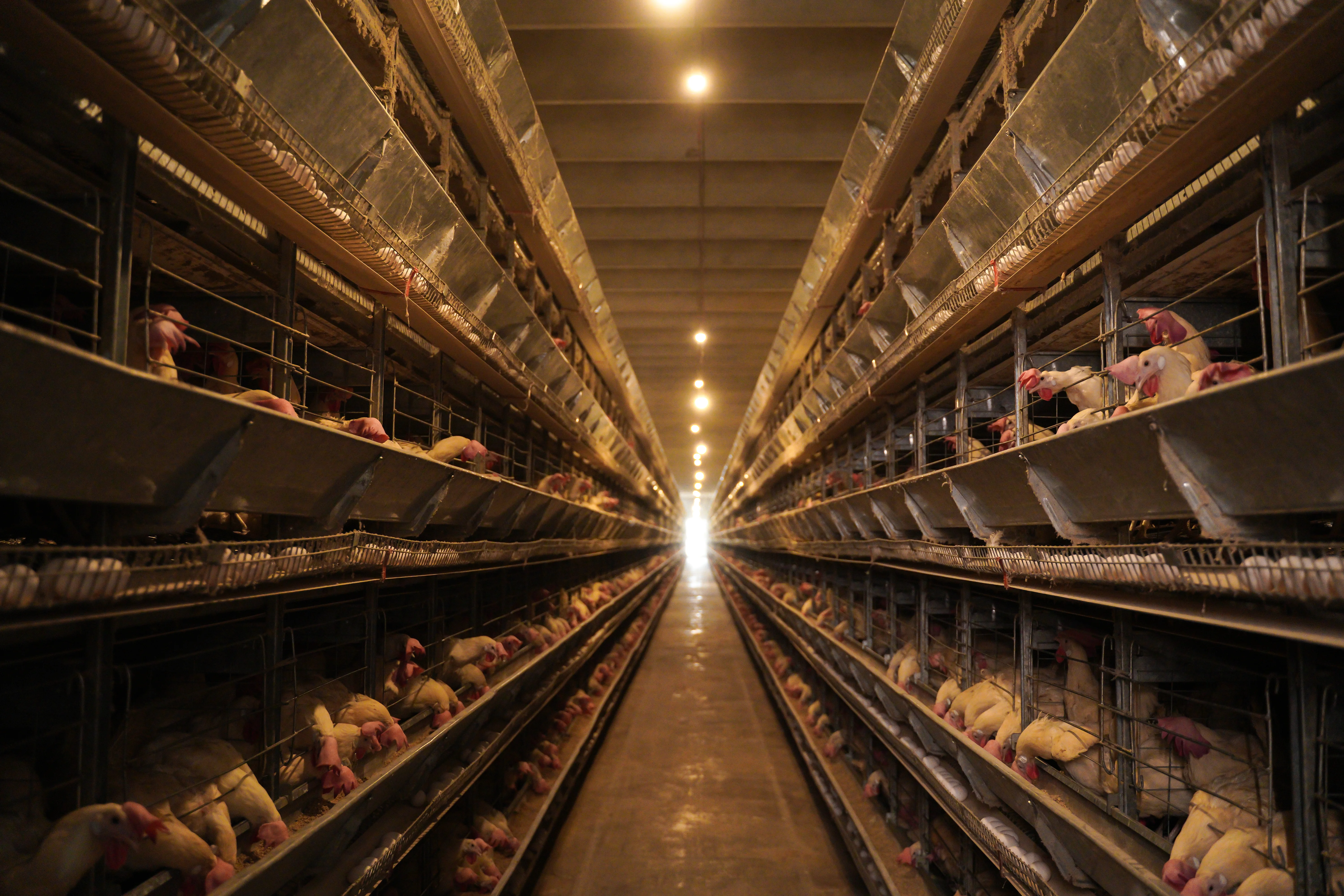 High-Capacity Layer Farm project gallery view 2