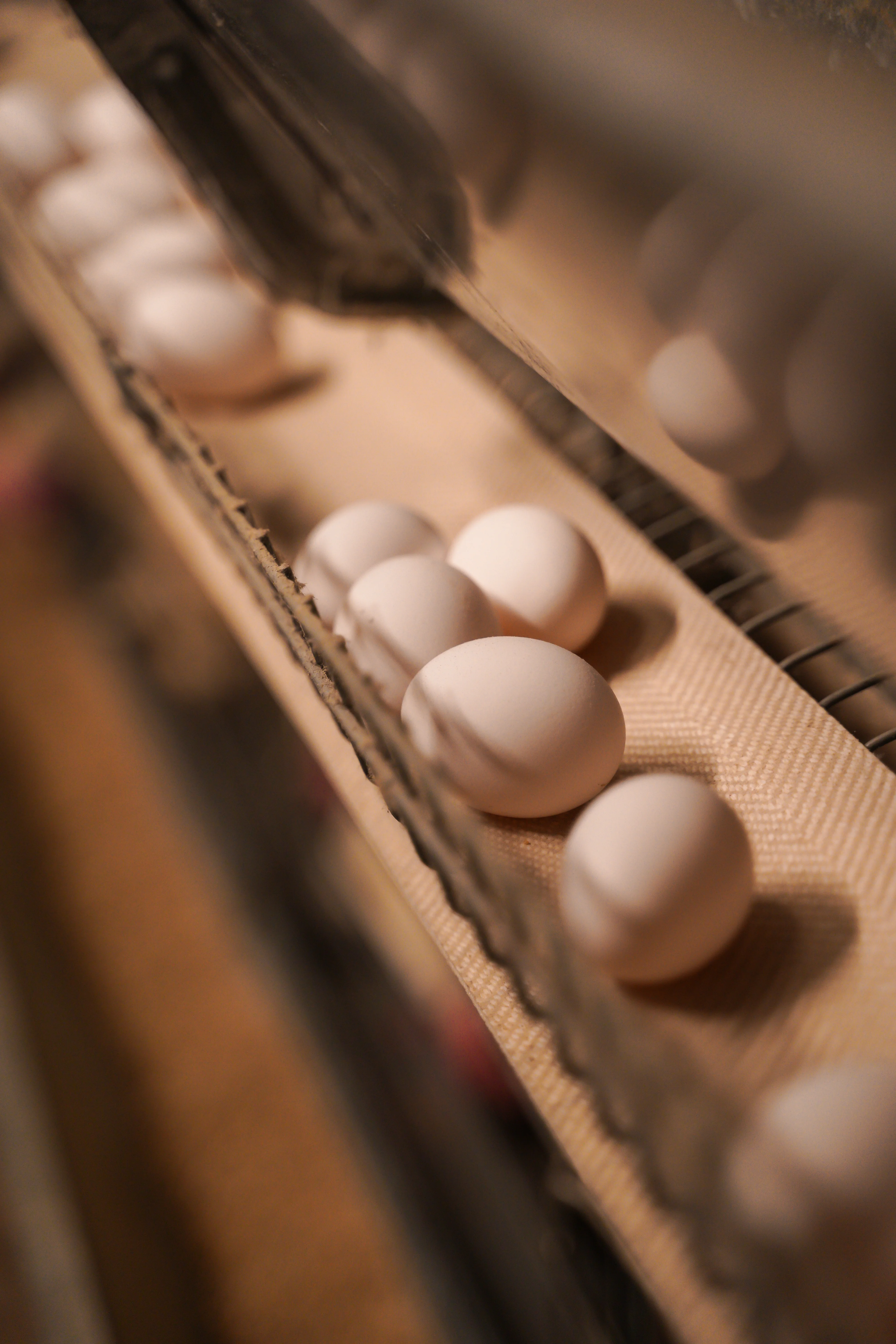 Imported Egg Belts