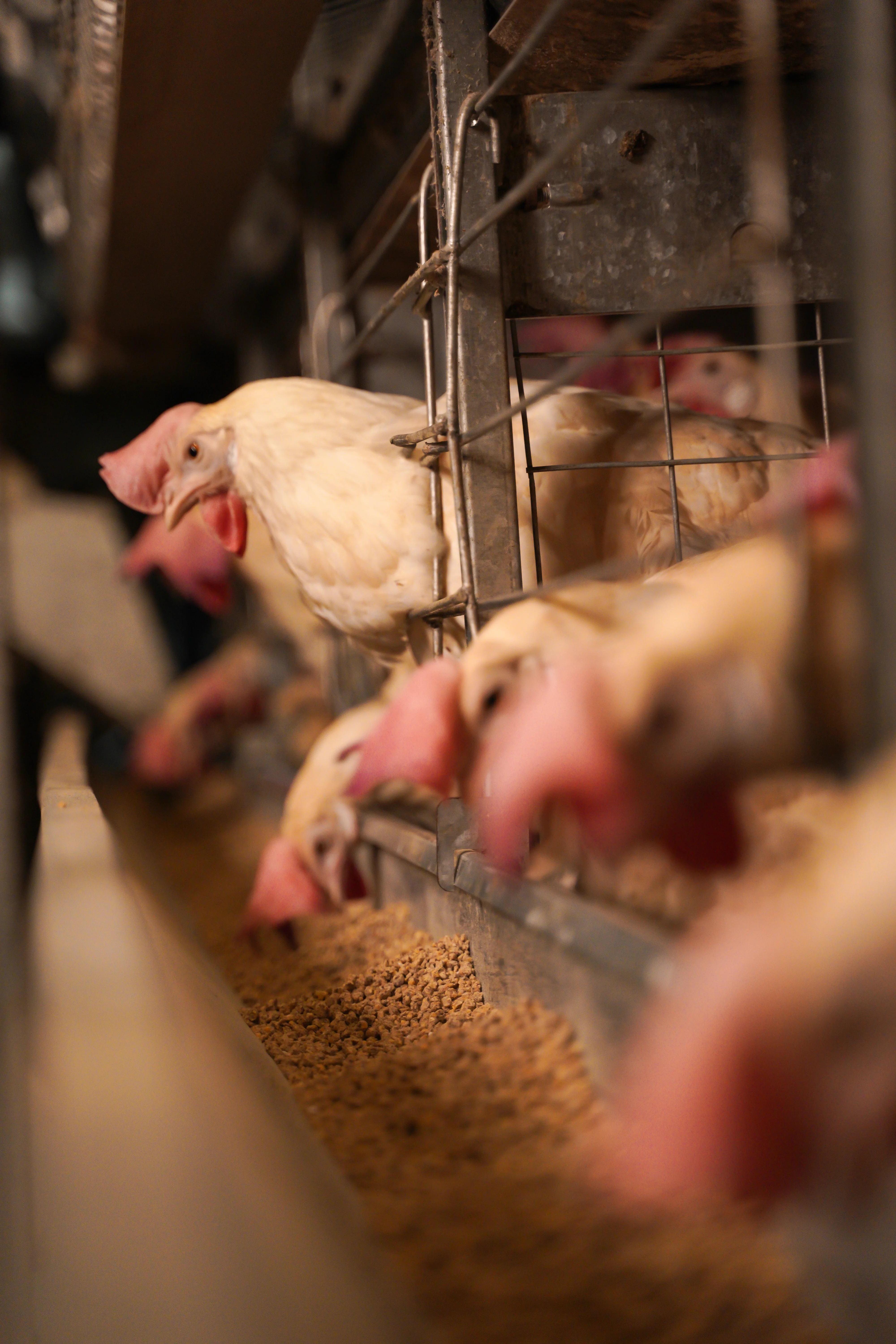 Layer Hens Feeding from Trough