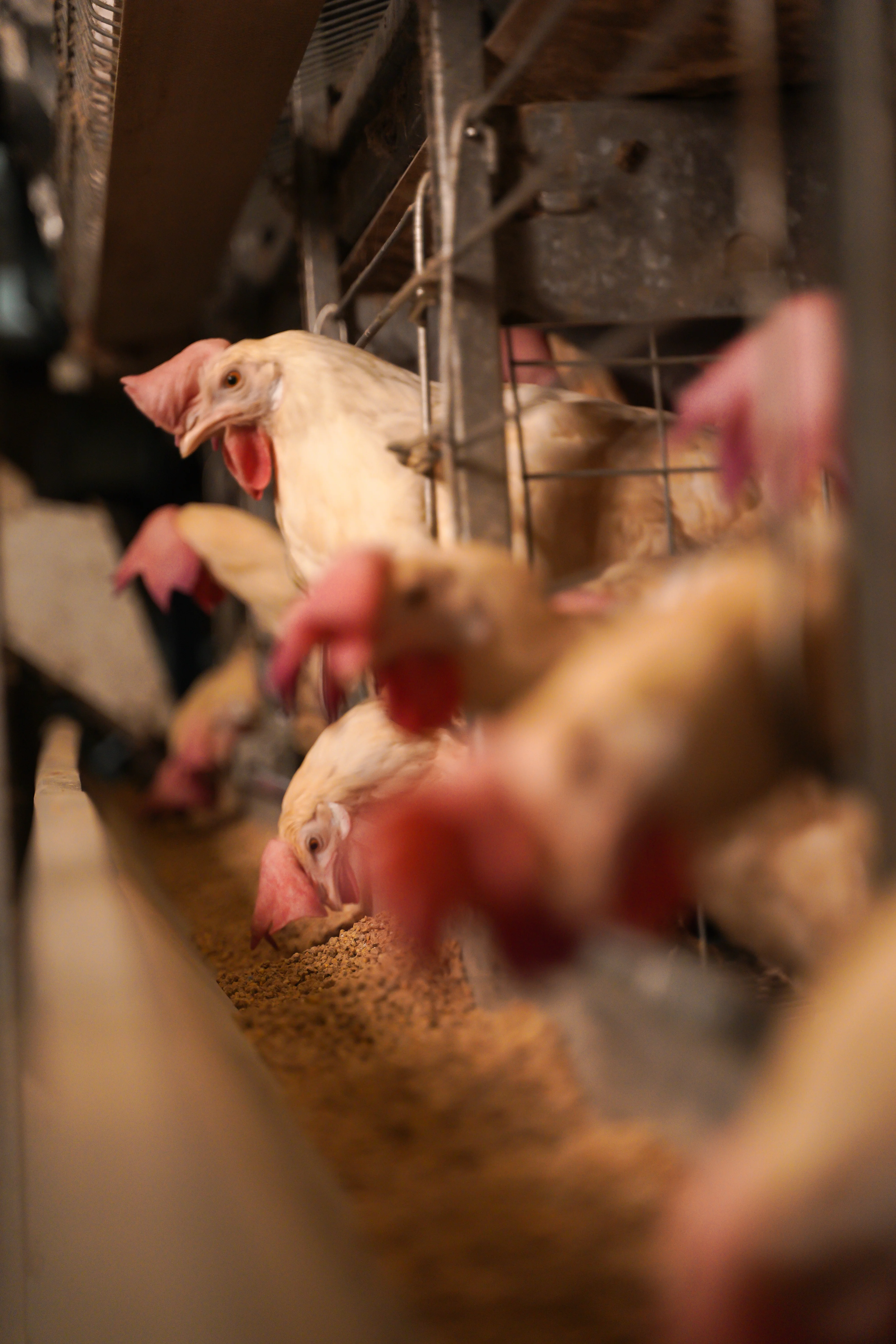 Feed Troughs
