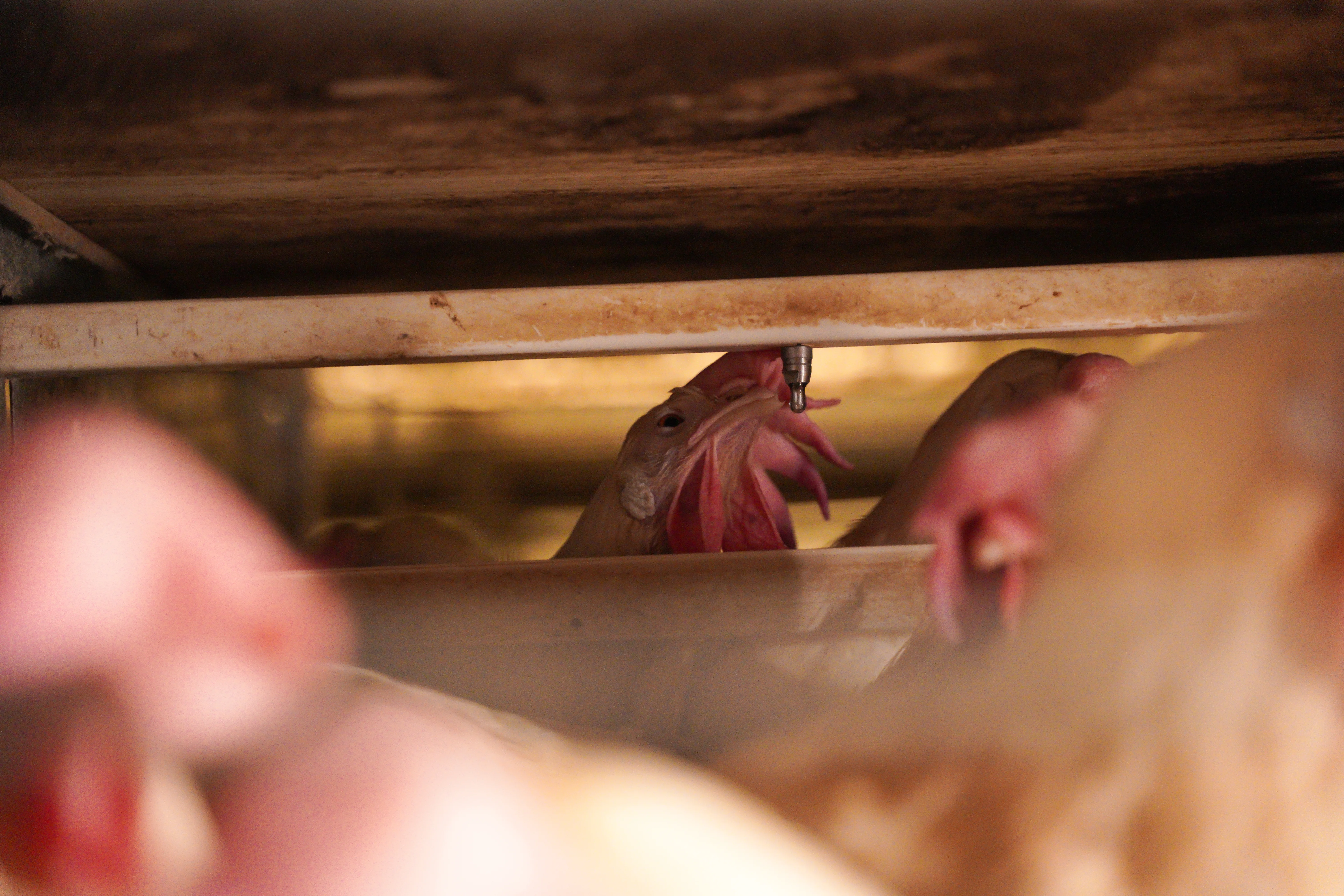 Hens in Commercial Cage System