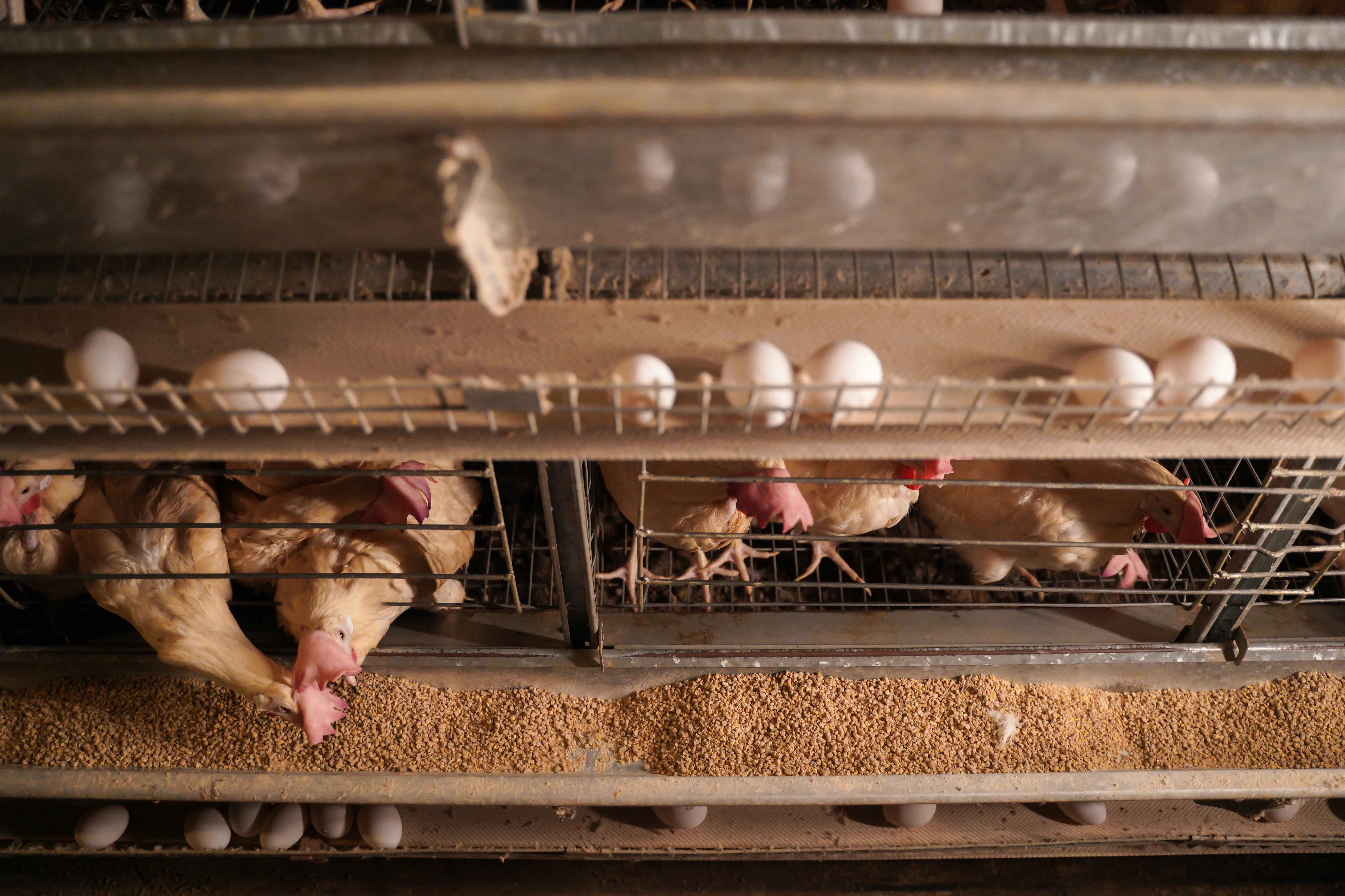 Automatic Feeding System Upgrade
