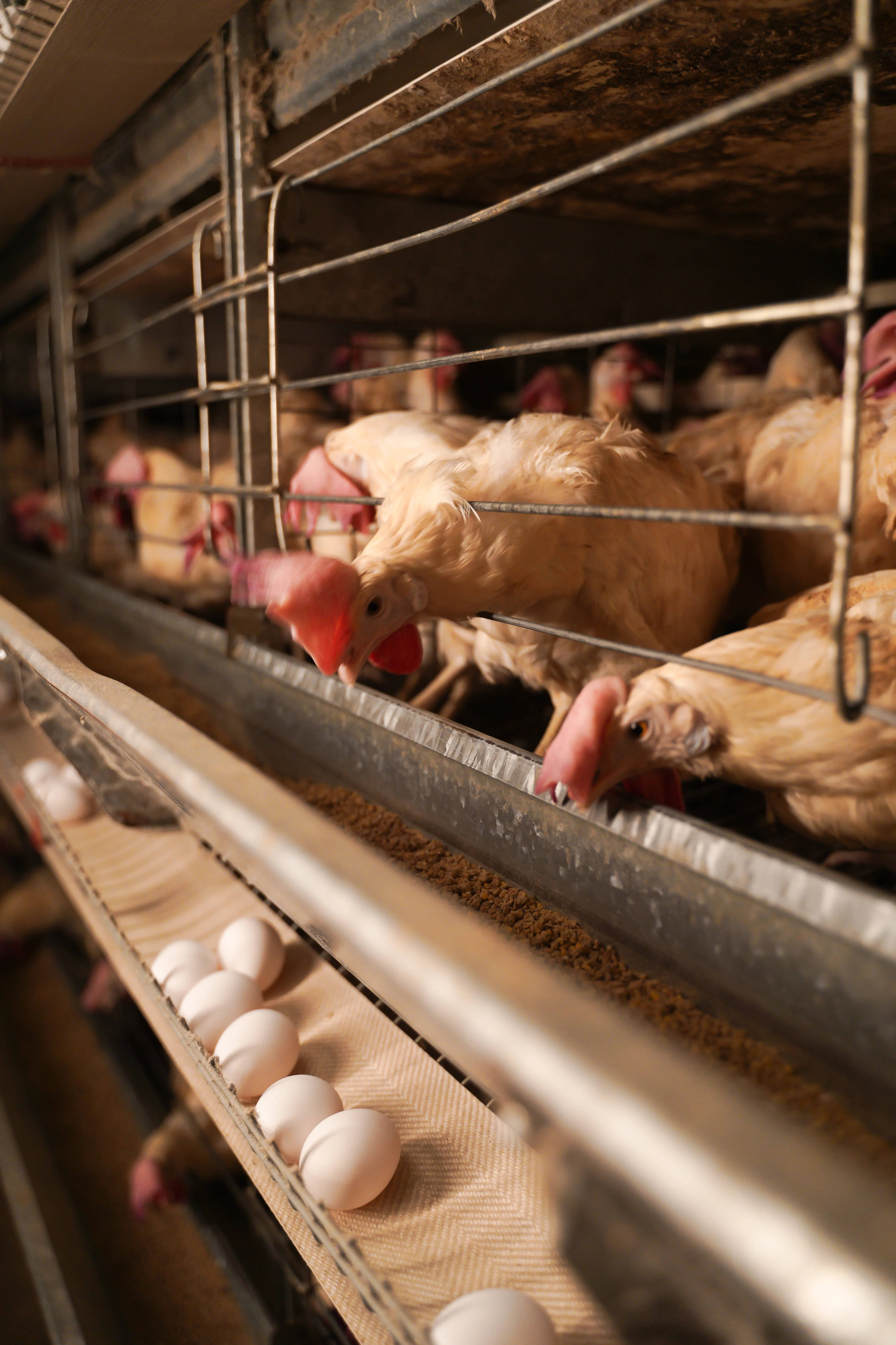 Layer Cage Feed Line