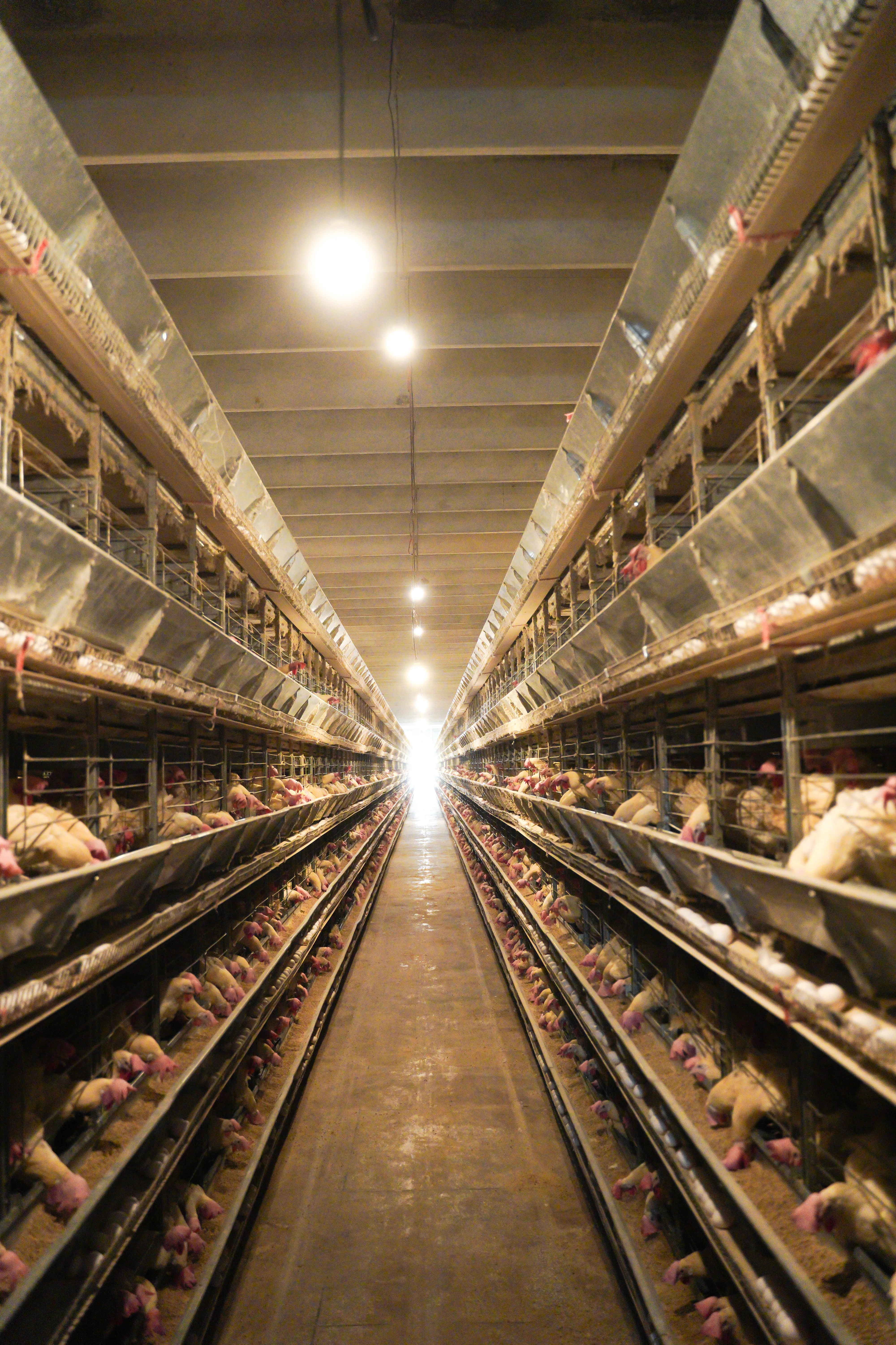 High-Capacity Layer Farm project gallery view 3