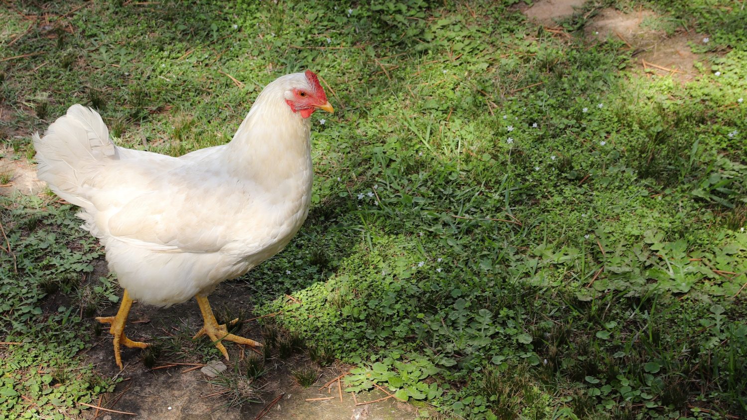 Broiler Poultry Farming Raising Profitable Chickens Shamsi Poultry